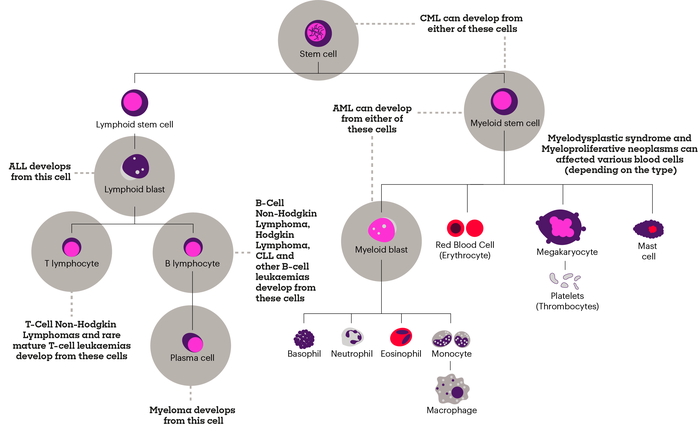 Illustration of how blood cancer cells work