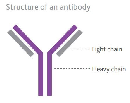 A digram showing the structure of an antibody